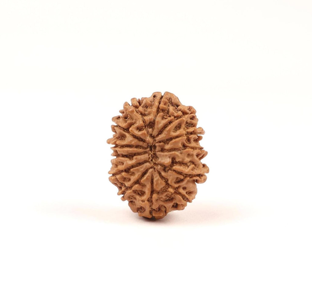 Nepali 13 Mukhi Rudraksha Beads, Lord Kamadeva