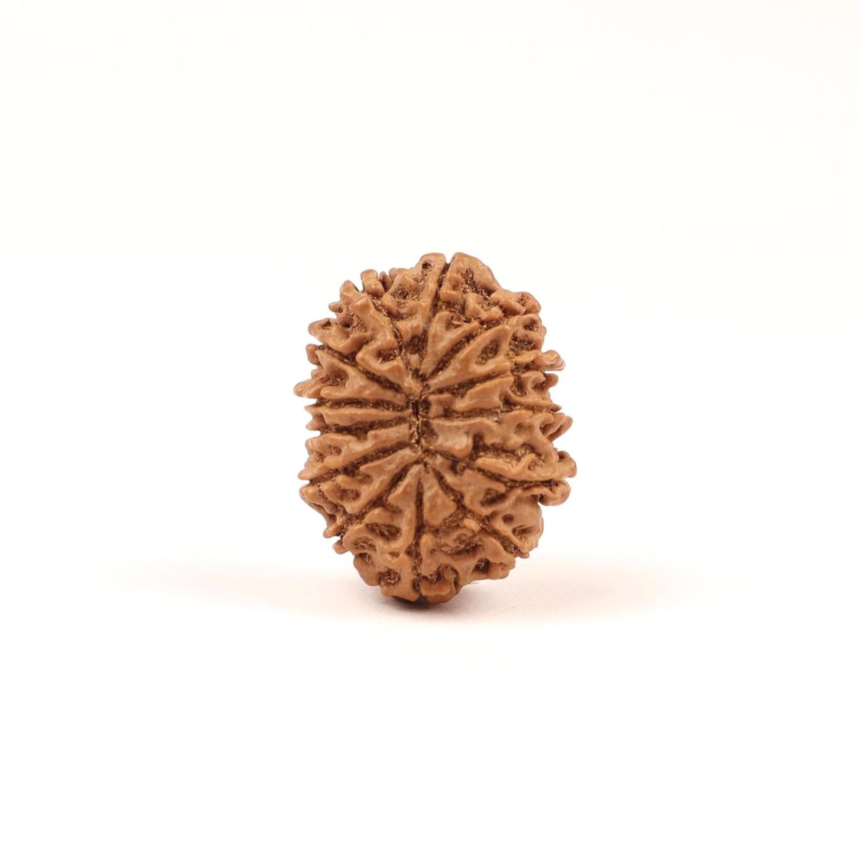 Nepali 13 Mukhi Rudraksha Beads, Lord Kamadeva