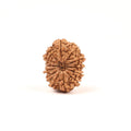 Nepali 13 Mukhi Rudraksha Beads, Lord Kamadeva