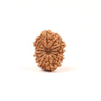 Nepali 13 Mukhi Rudraksha Beads, Lord Kamadeva