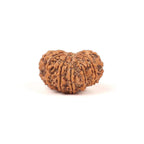 12 Mukhi Rudraksha Bead From Nepal