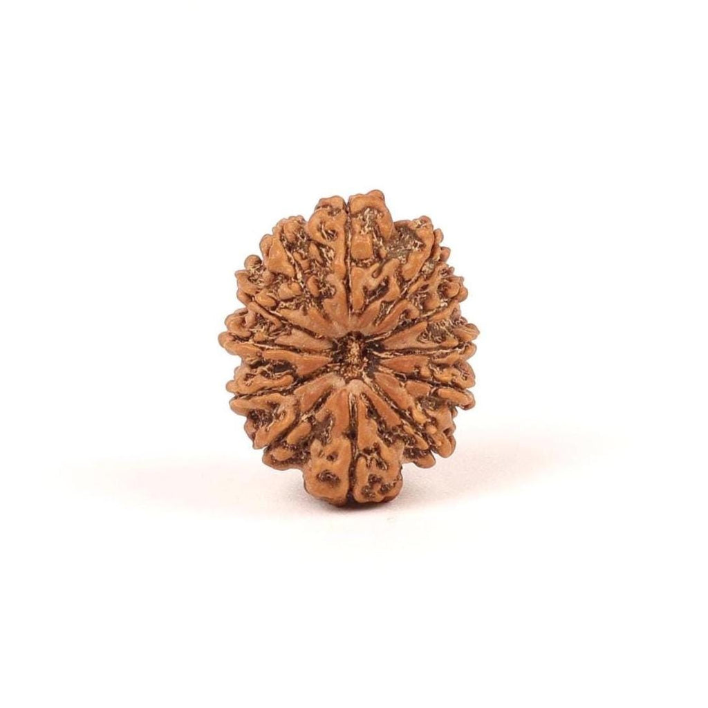 12 Mukhi Rudraksha Bead From Nepal