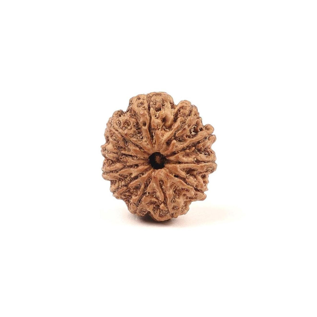 11 Mukhi Natural Rudraksha Bead, Original Nepali Rudraksha Blessed By Lord Hanuman