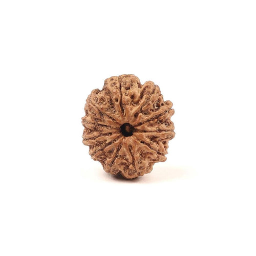 11 Mukhi Natural Rudraksha Bead, Original Nepali Rudraksha Blessed By Lord Hanuman