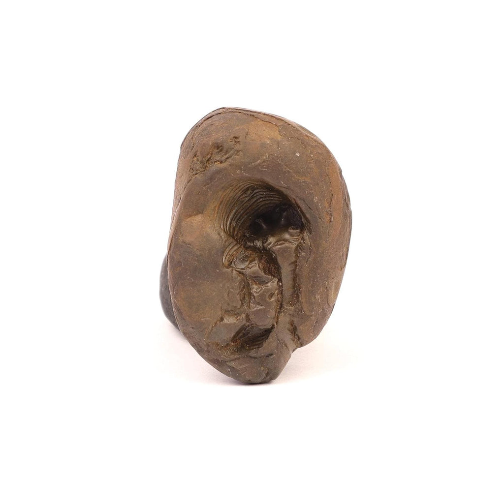 Ananta Naga Shaligram, Rare Serpent Shaped Vishnu Stone