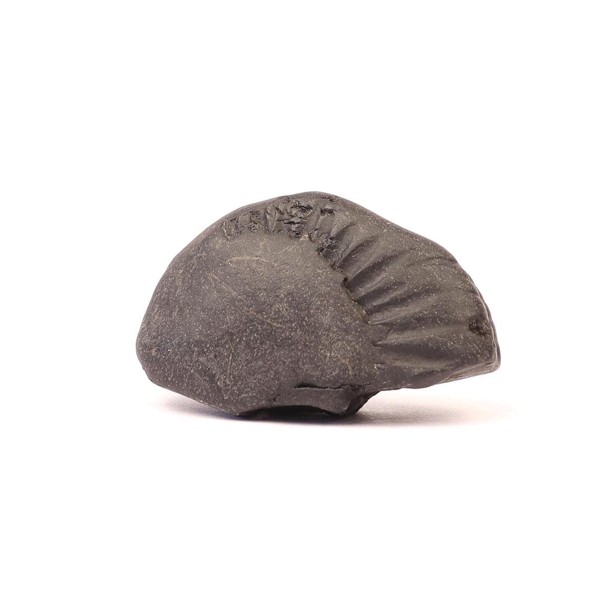Aardha Nabhi Shaligram, Sacred Vishnu Stone Nepal