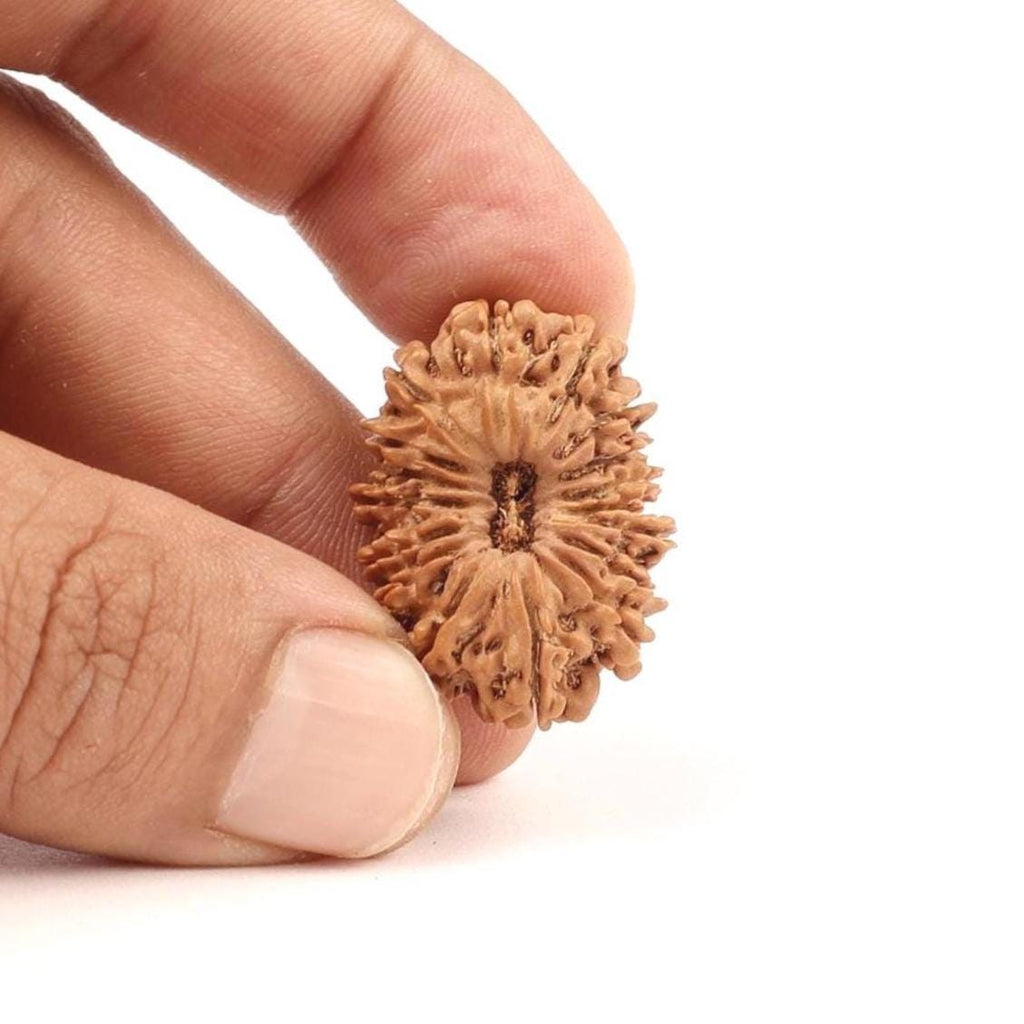 Natural 17 Mukhi Rudraksha, Original Nepal Beads By OmKleemKali