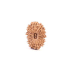 Natural 17 Mukhi Rudraksha, Original Nepal Beads By OmKleemKali