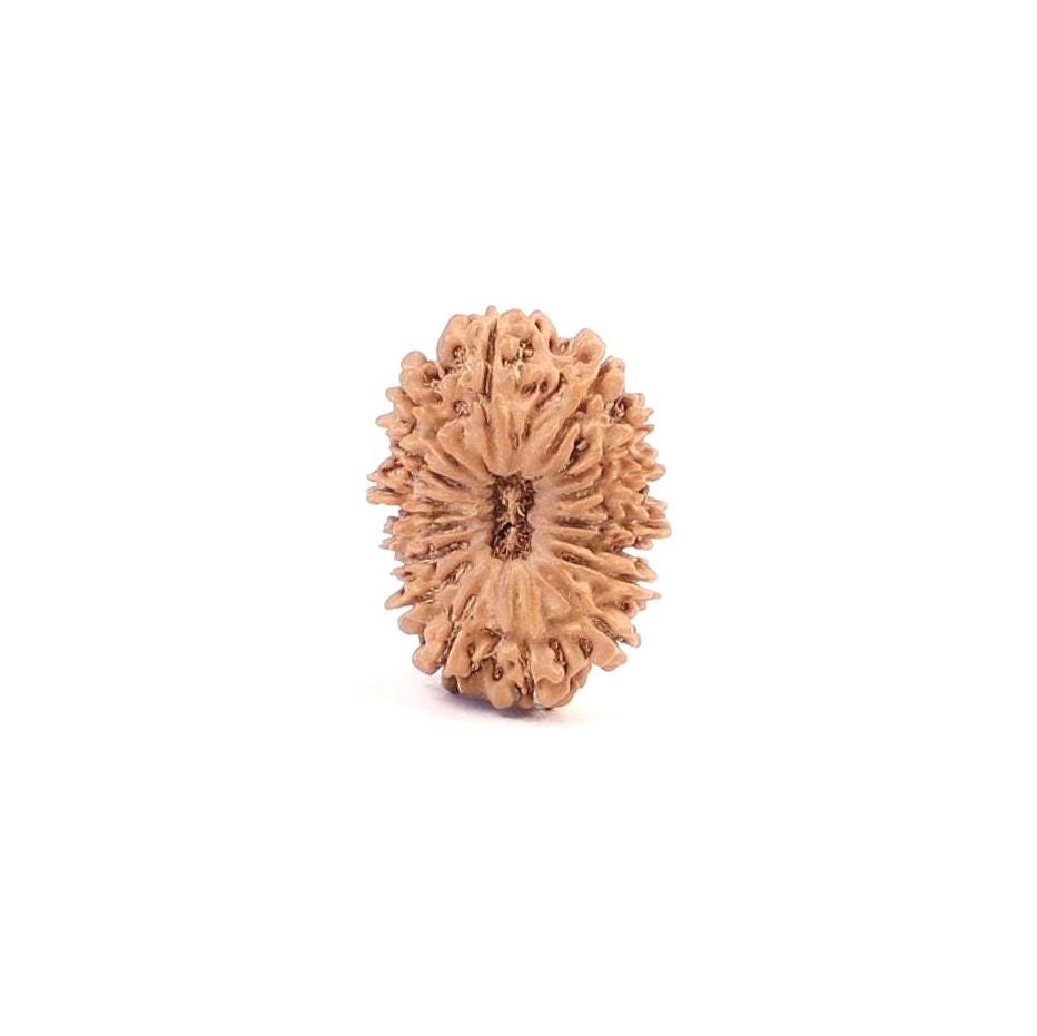 Natural 17 Mukhi Rudraksha, Original Nepal Beads By OmKleemKali
