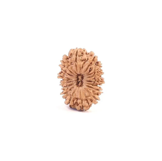 Natural 17 Mukhi Rudraksha, Original Nepal Beads By OmKleemKali