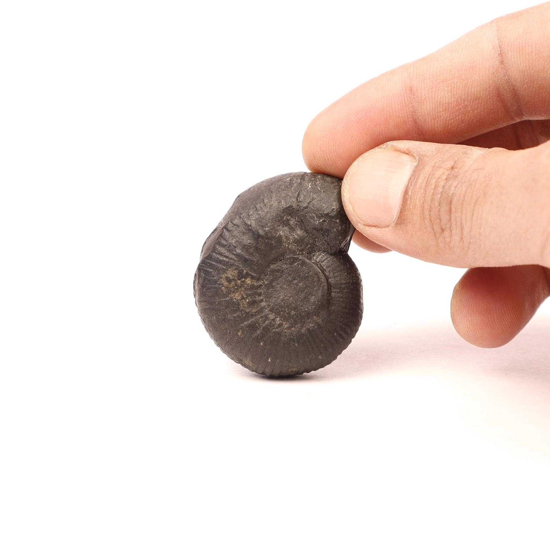 Natural Shaligrama Stone Of Fortune And Good Luck