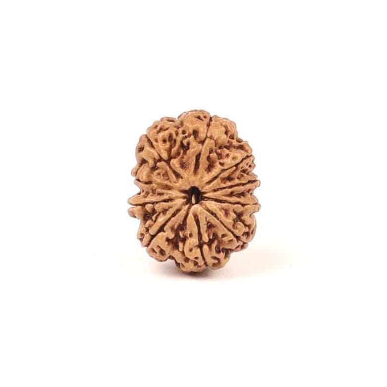 Certified Natural 10 Mukhi Rudraksha Beads, Nepal Origin
