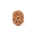 Certified Natural 10 Mukhi Rudraksha Beads, Nepal Origin