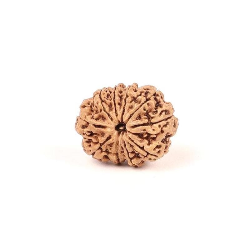 Certified Natural 10 Mukhi Rudraksha Beads, Nepal Origin