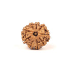 Nepali 9 Mukhi Natural Rudraksha Seed