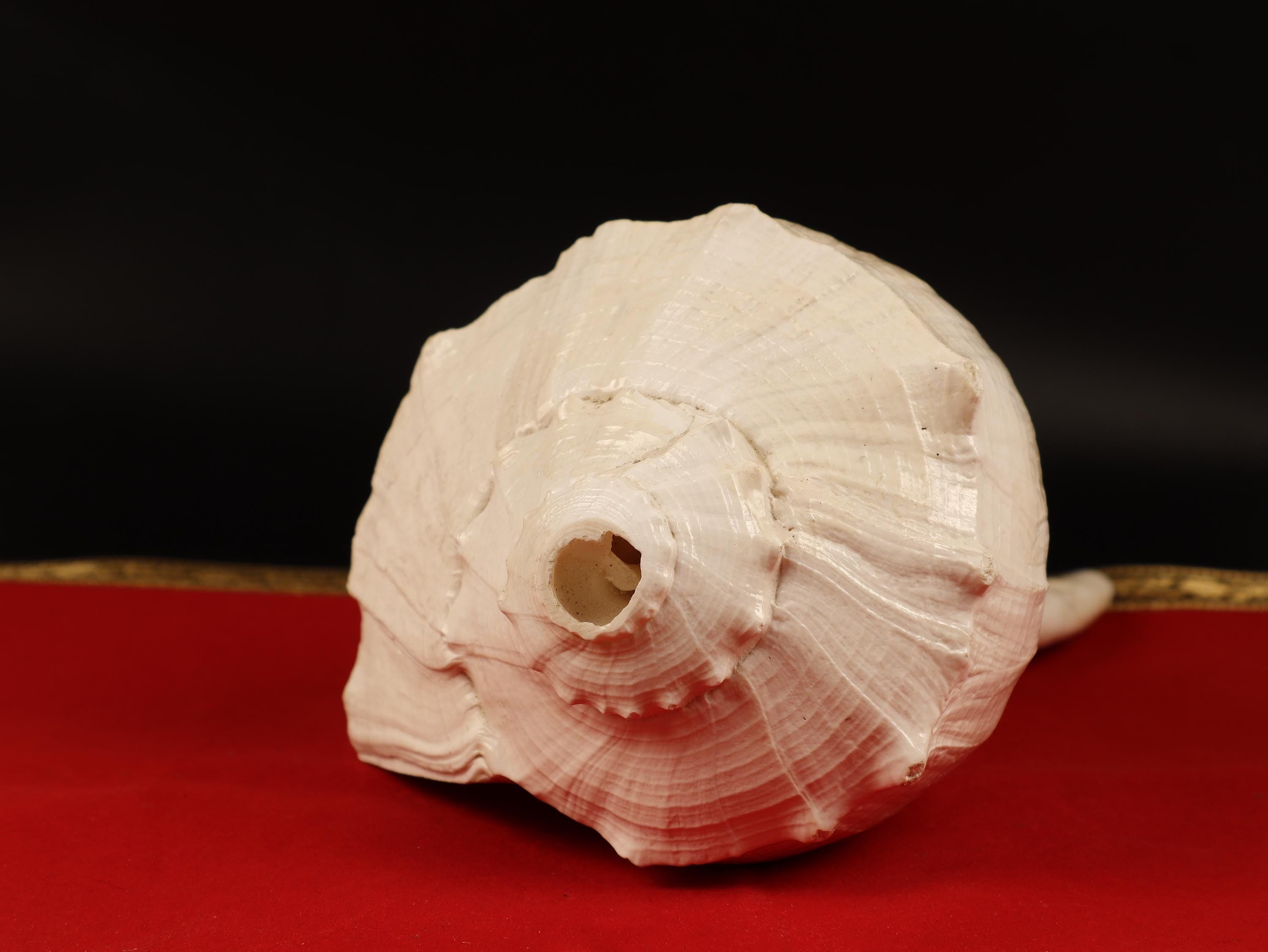 Giant Right Hand Conch Shell, Jal Arpan Argha Sankha