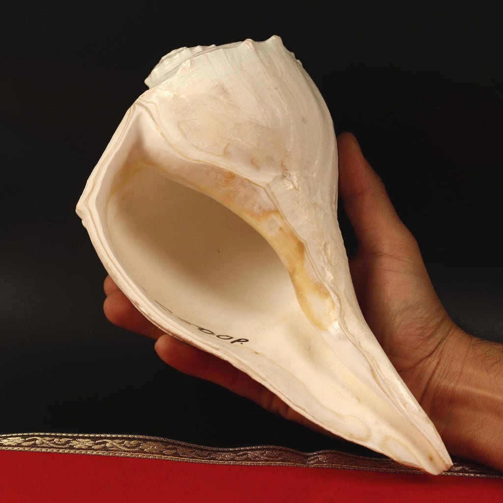 Giant Right Hand Conch Shell, Jal Arpan Argha Sankha