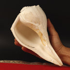 Giant Right Hand Conch Shell, Jal Arpan Argha Sankha