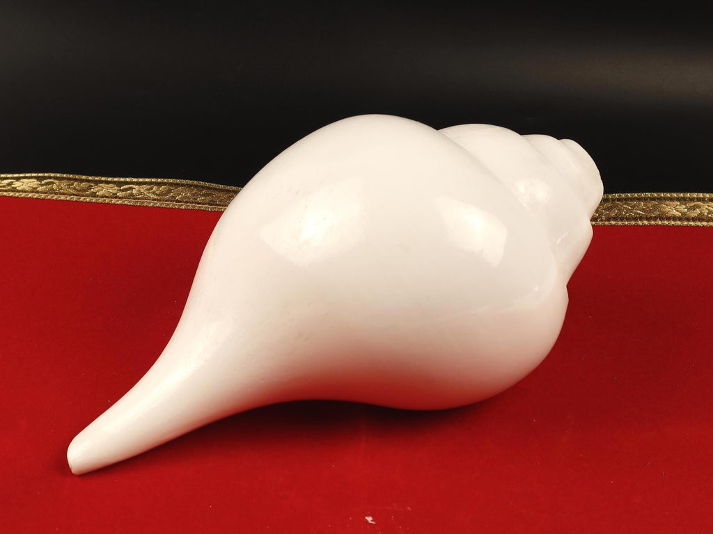 Blowing Sankha Turbinella Pyrum, Extra Large Conch Shell For Sound Healing