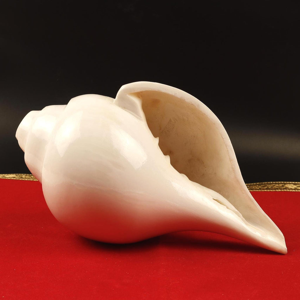 Blowing Sankha Turbinella Pyrum, Extra Large Conch Shell For Sound Healing