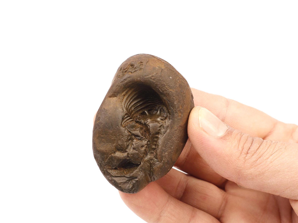Ananta Naga Shaligram, Sheshnag Shaped Chakra Vishnu Stone