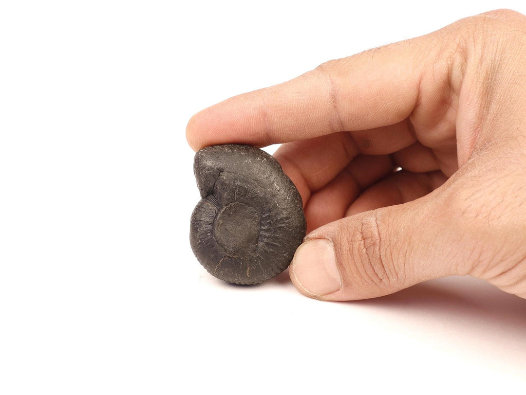 Natural Shaligrama Stone Of Fortune And Good Luck