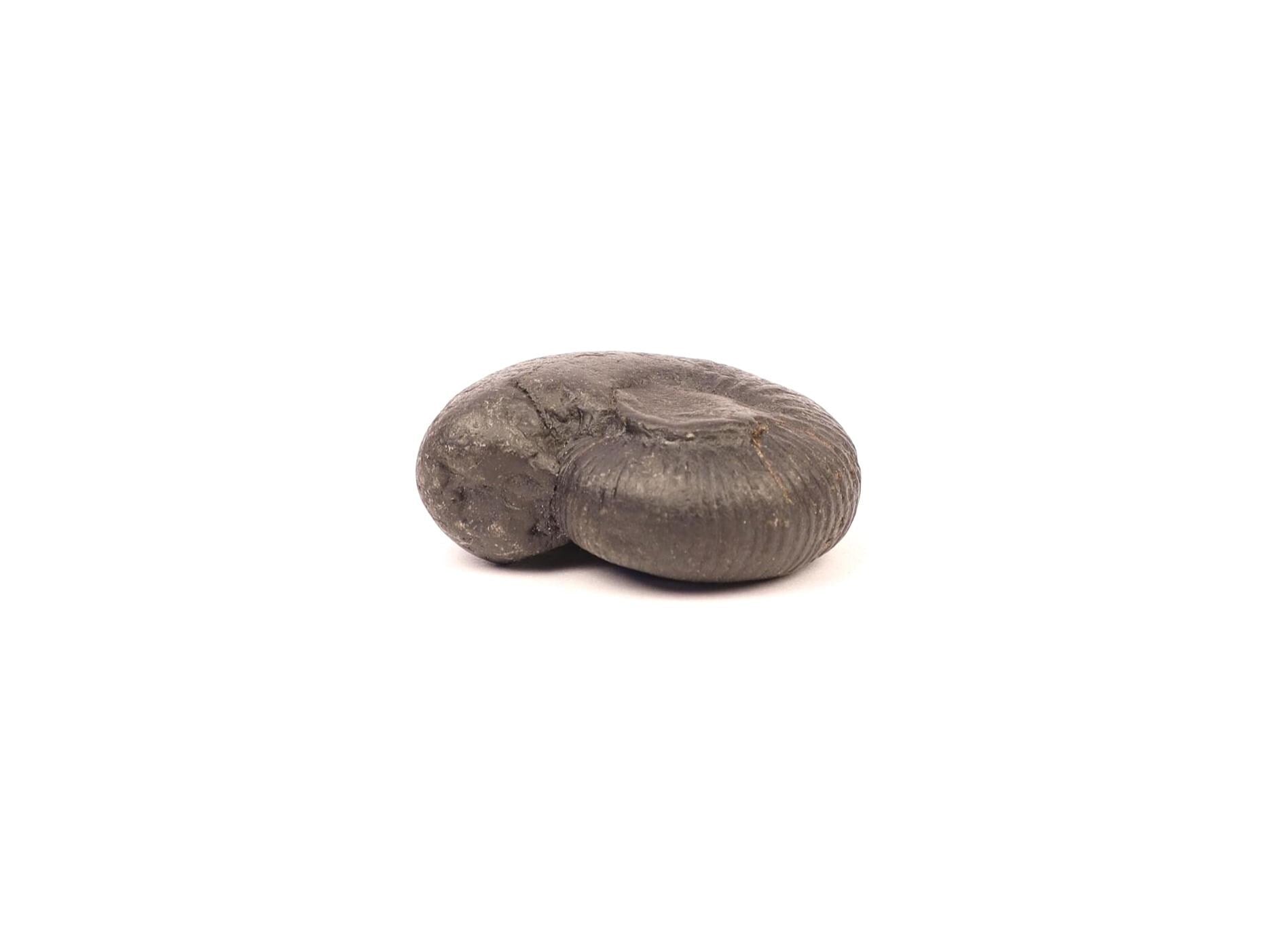 Natural Shaligrama Stone Of Fortune And Good Luck