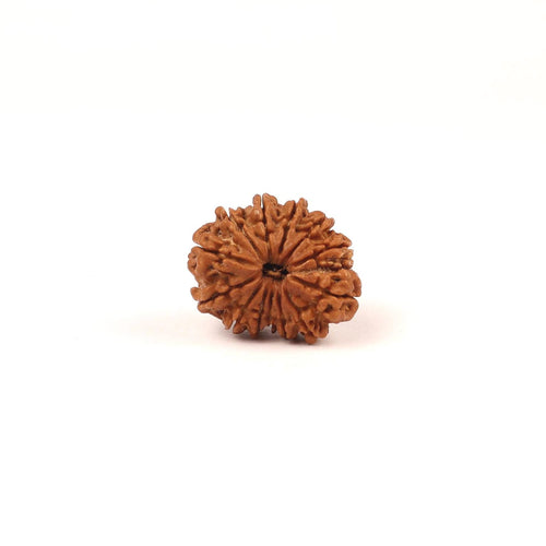 14 Face Natural Nepali Rudraksha Bead, Lord Hanuman