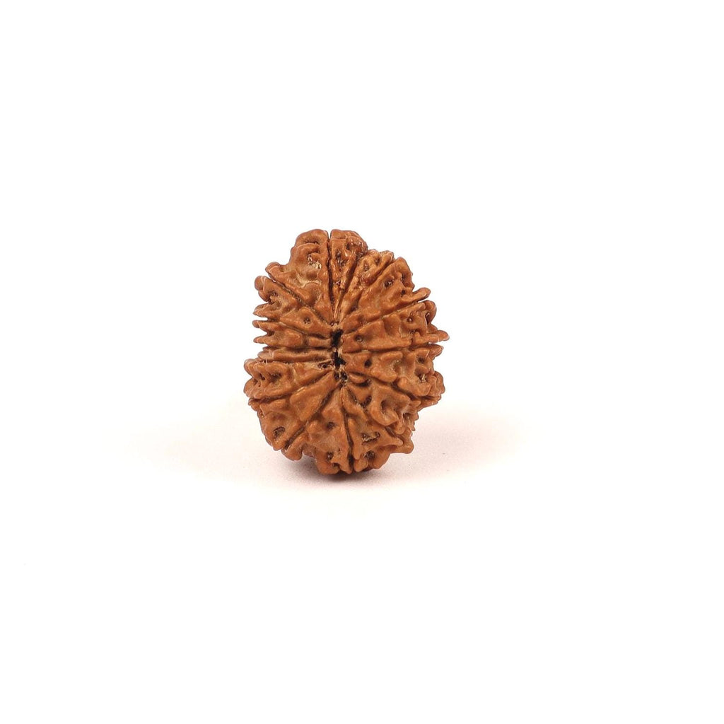 14 Face Natural Nepali Rudraksha Bead, Lord Hanuman
