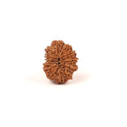 14 Face Natural Nepali Rudraksha Bead, Lord Hanuman