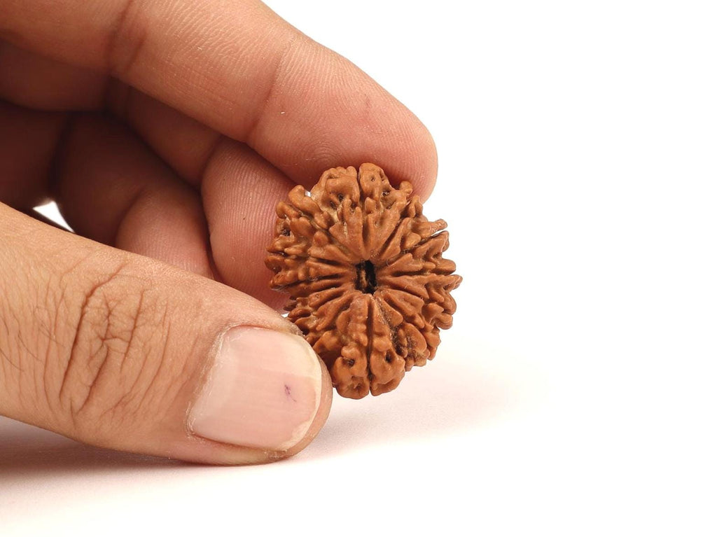 14 Face Natural Nepali Rudraksha Bead, Lord Hanuman