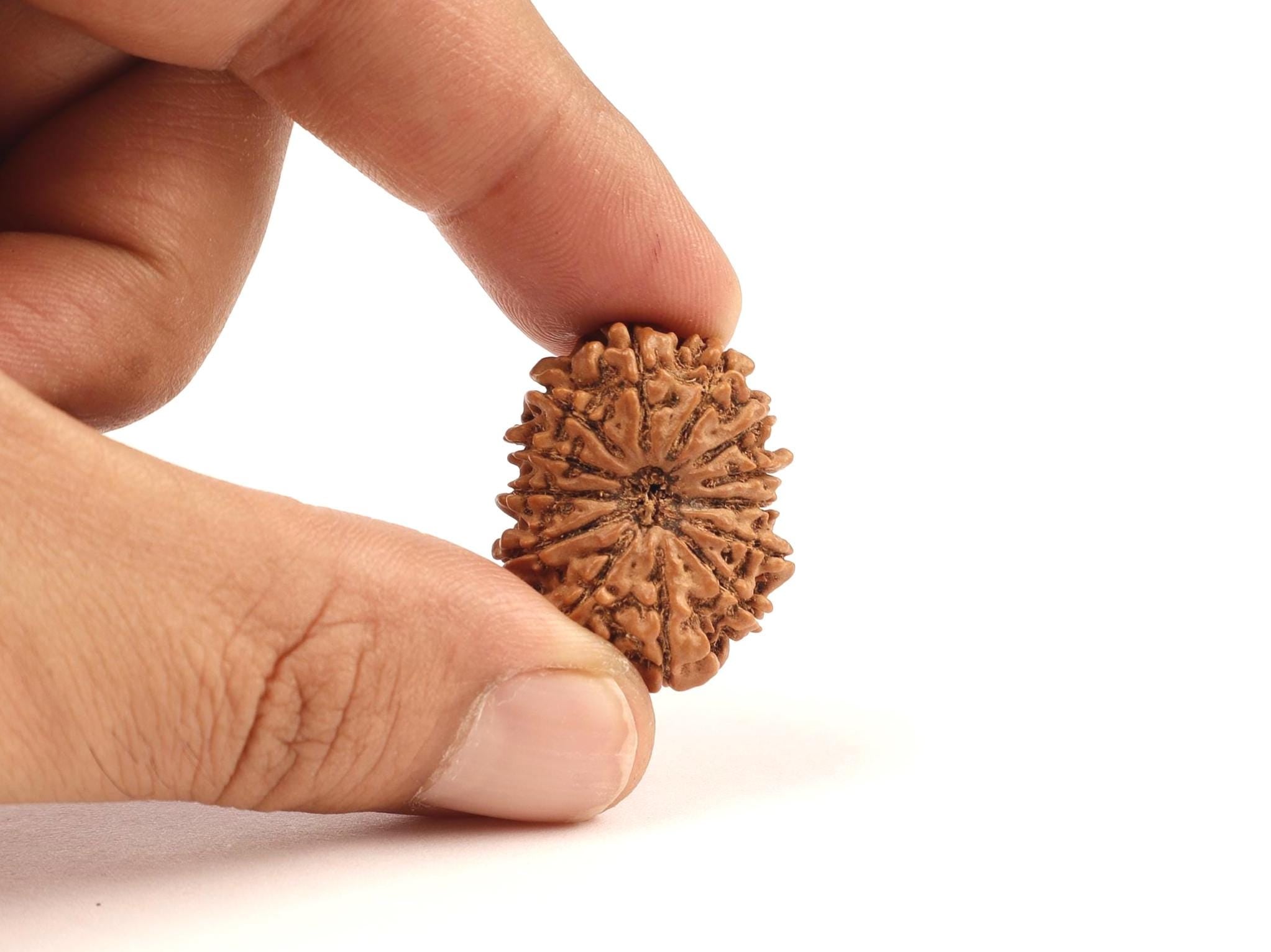 Nepali 13 Mukhi Rudraksha Beads, Lord Kamadeva