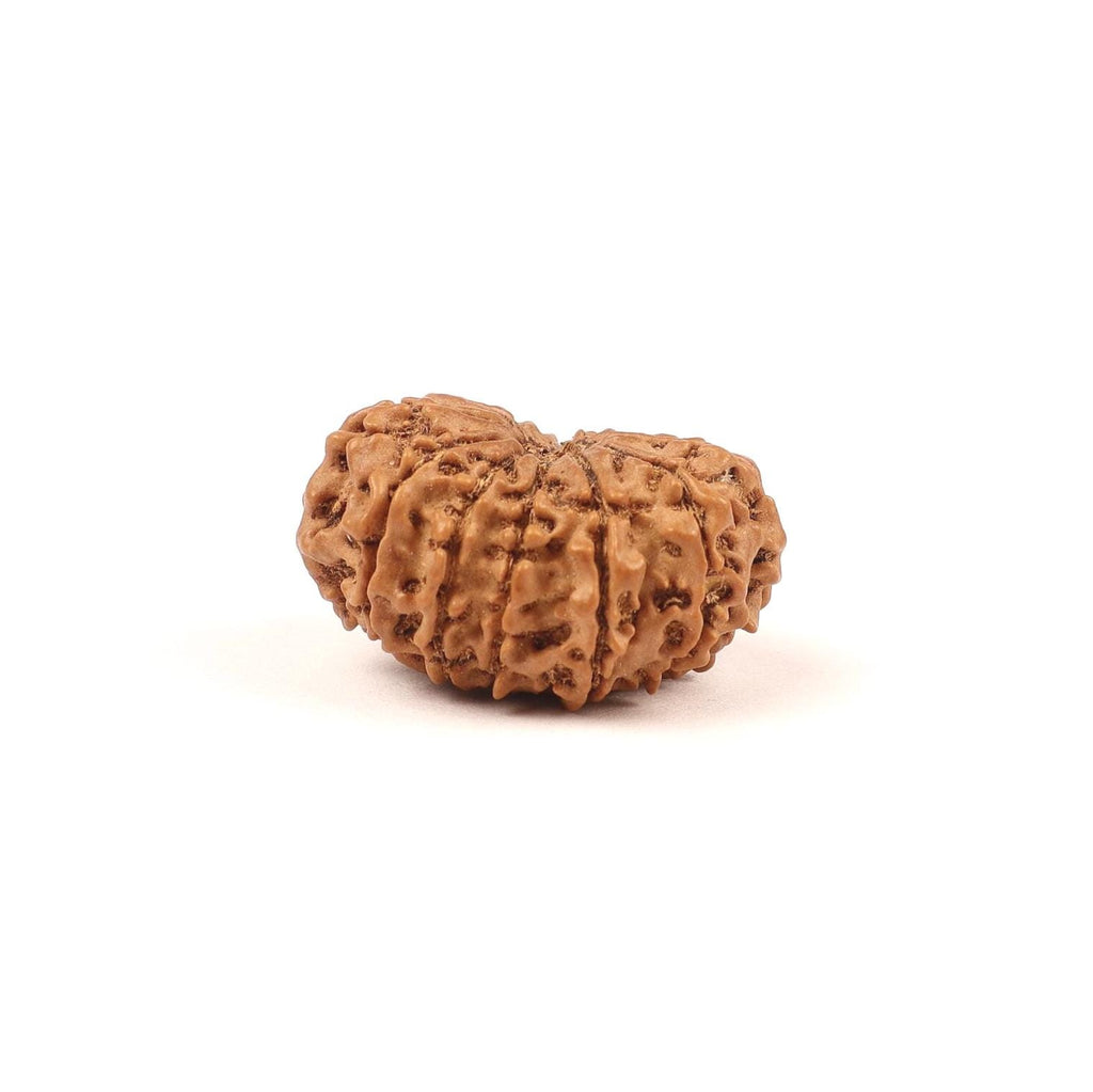 Nepali 13 Mukhi Rudraksha Beads, Lord Kamadeva