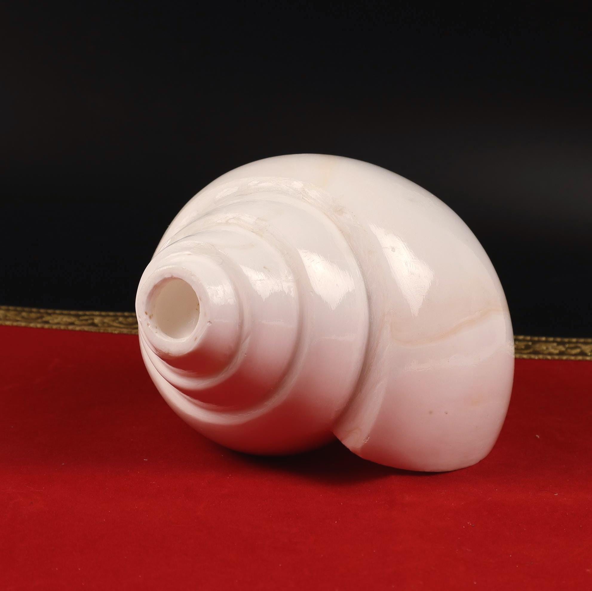 Real Blowing Conch Shell, One Of The Eight Auspicious Symbols In Buddhism, Medium Size