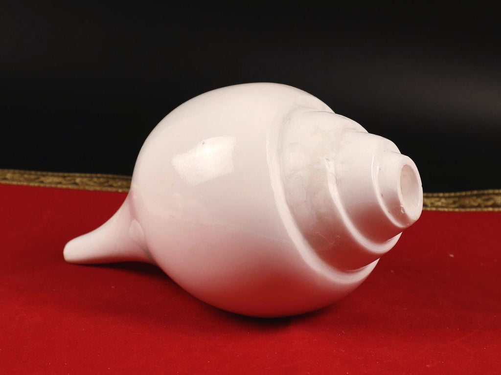 Real Blowing Conch Shell, One Of The Eight Auspicious Symbols In Buddhism, Medium Size