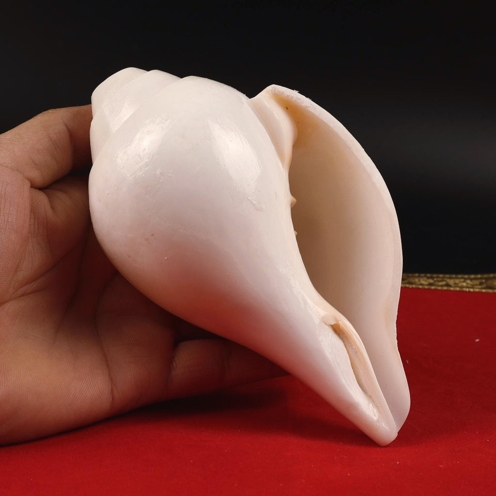 Vamavarti Shankh, Left Hand Spiral Sankha For Purifying Environment, Dispel Negativity, The Sound Of Om, Small Size