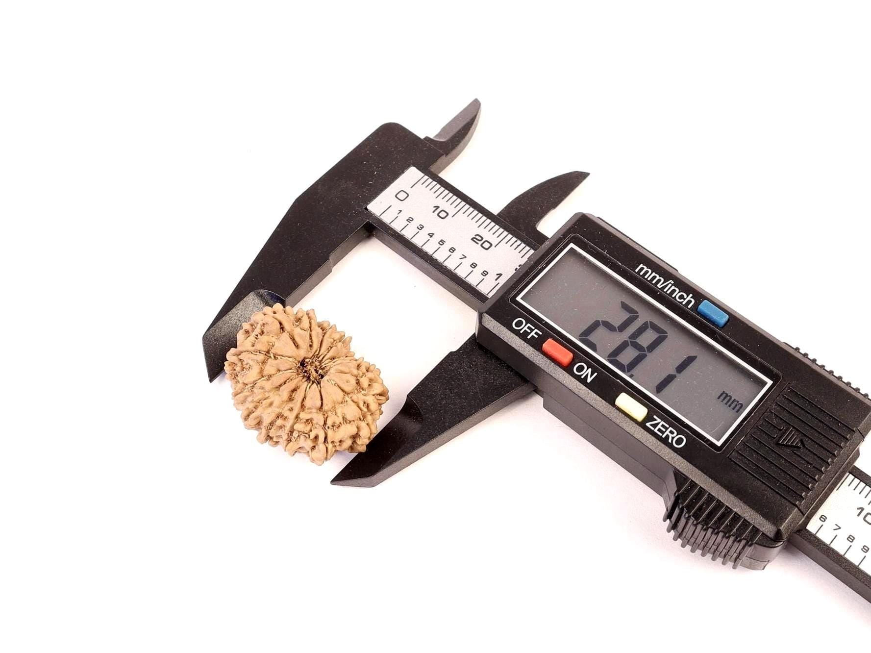 15 Mukhi Nepali Rudraksha Bead