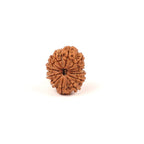 14 Face Natural Nepali Rudraksha Bead, Lord Hanuman