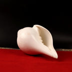 Traditional Blowing Sankha, Large Natural Conch Shell For Blowing, Practices & Sacred Sound