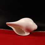Traditional Blowing Sankha, Large Natural Conch Shell For Blowing, Practices & Sacred Sound