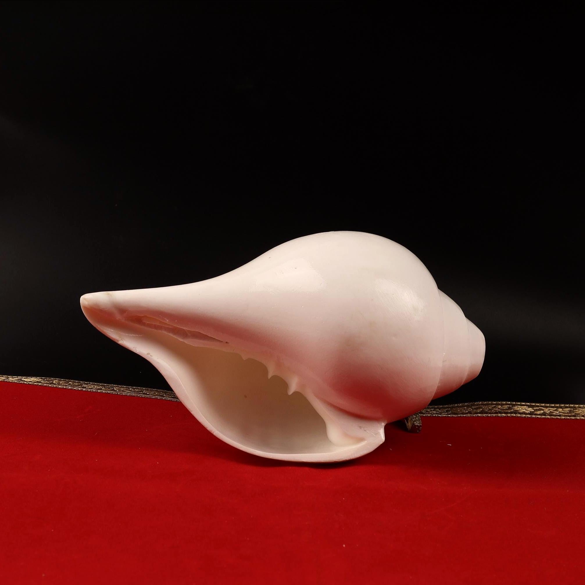 Traditional Blowing Sankha, Large Natural Conch Shell For Blowing, Practices & Sacred Sound