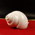 Blowing Sankha Turbinella Pyrum, Extra Large Conch Shell For Sound Healing