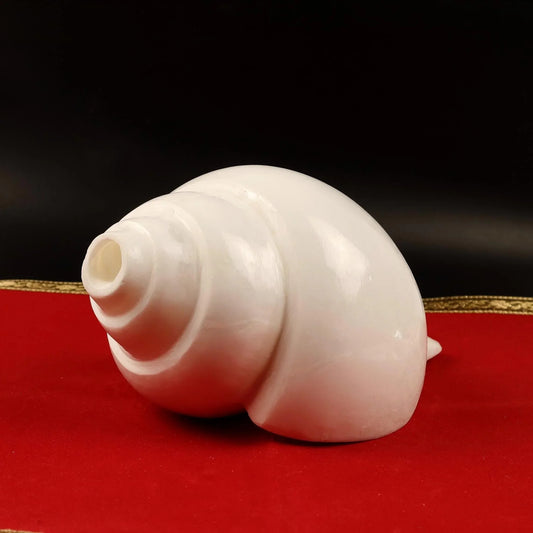 Blowing Sankha Turbinella Pyrum, Extra Large Conch Shell For Sound Healing