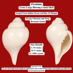 Blowing Sankha Turbinella Pyrum, Extra Large Conch Shell For Sound Healing