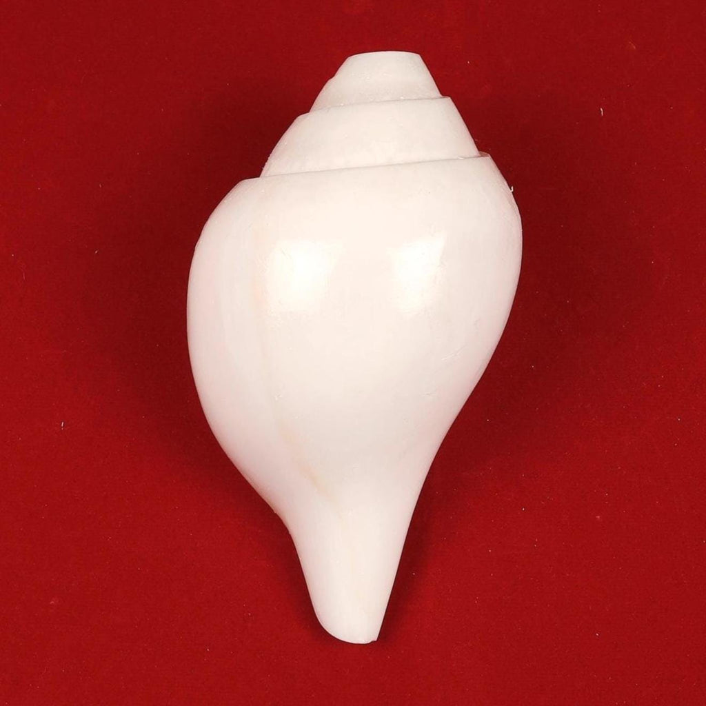 Vamavarti Shankh, Left Hand Spiral Sankha For Purifying Environment, Dispel Negativity, The Sound Of Om, Small Size