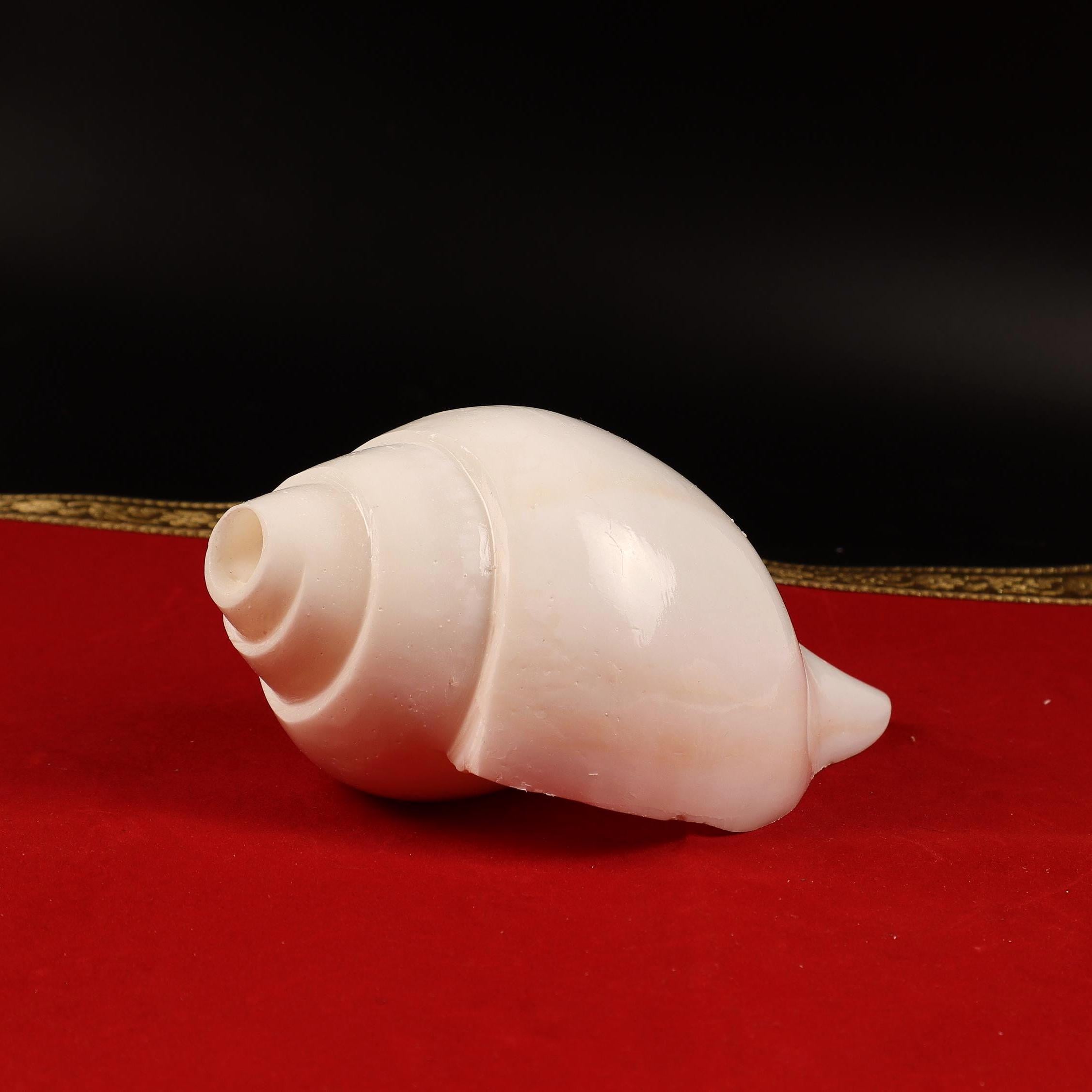 Vamavarti Shankh, Left Hand Spiral Conch Shell