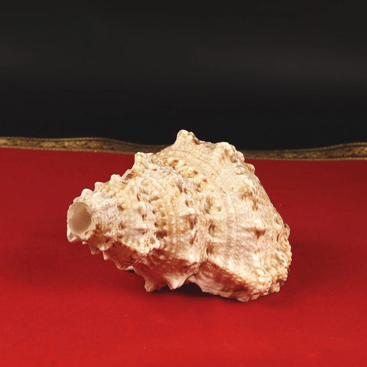 Authentic white conch shell placed on a red velvet fabric background