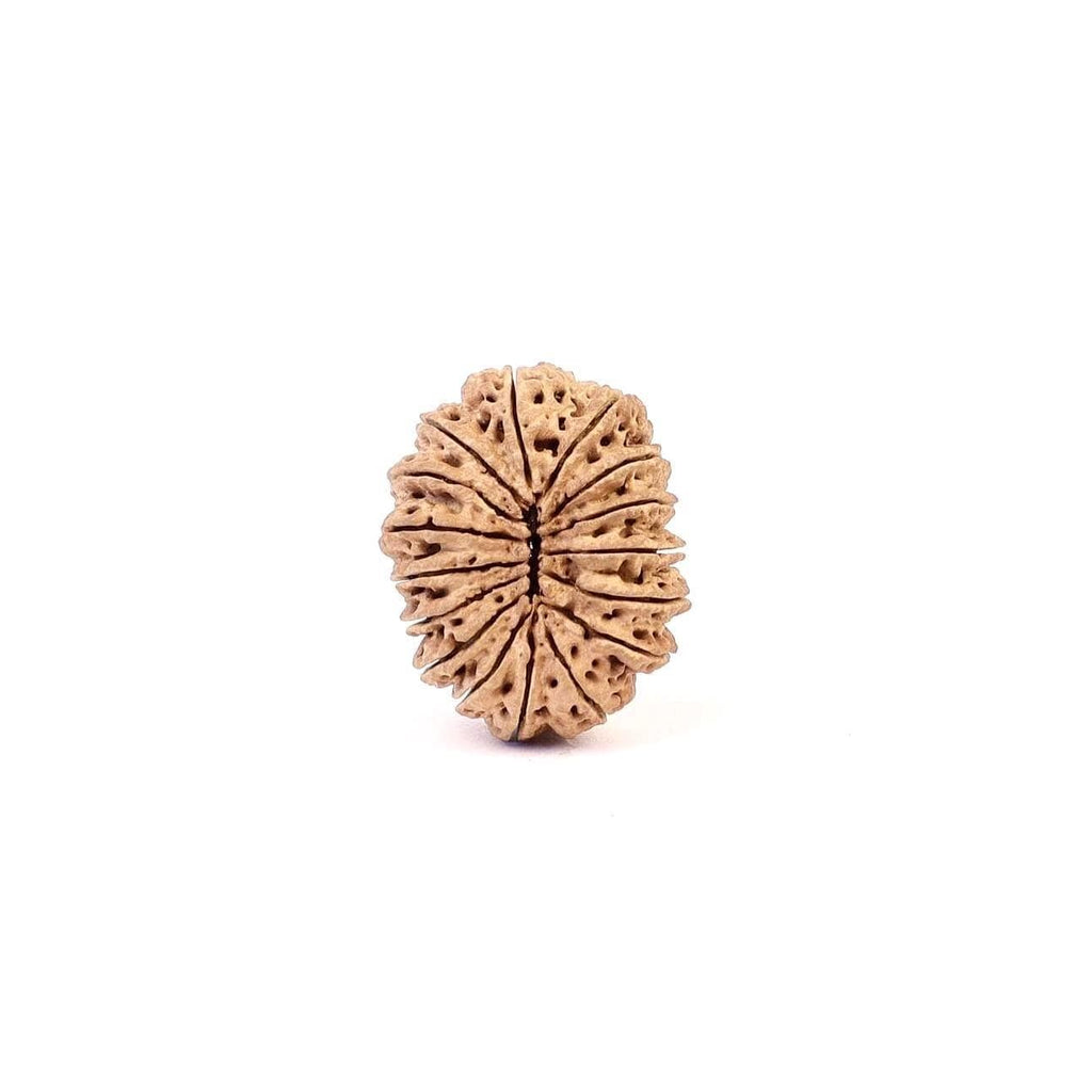 16 Mukhi Rudraksha Bead, Lord Ram And Mahamrityunjaya