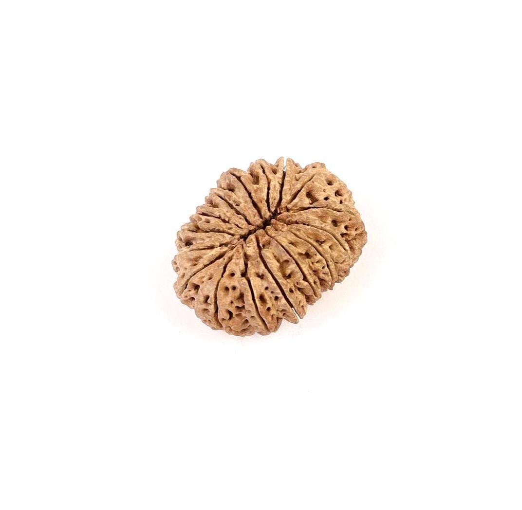 16 Mukhi Rudraksha Bead, Lord Ram And Mahamrityunjaya