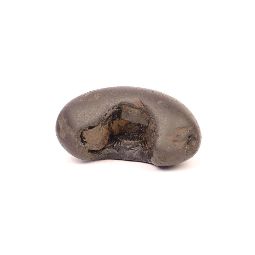 Rare Half Moon Shaligram Stone
